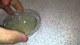 Culture a Bacteria on Agar quotMicrococcus luteusquot [upl. by Eniawtna567]