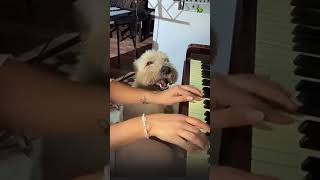 Perrito que canta [upl. by Deerdre294]