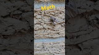 Fun Facts About A Moth moth insect insects [upl. by Ariana]