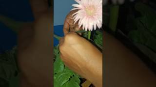 gerbera plant care littlelifegerberaflowerplantsgardnig [upl. by Stoops653]