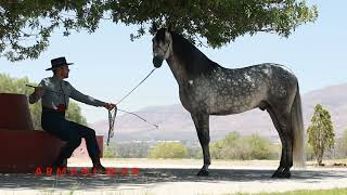 YEGUADA EL 59 CABALLOS DE PURA RAZA ESPAÑOLA EN AGUASCALIENTES [upl. by Whitehurst11]