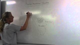 Membranes 1 Phospholipids and Membrane Structure [upl. by Angelika958]