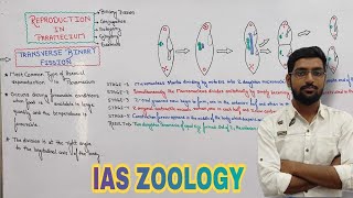 REPRODUCTION IN PARAMECIUM  TRANSVERSE BINARY FISSION  IAS ZOOLOGY OPTIONAL AND FOR BSC STUDENTS [upl. by Cirdet]