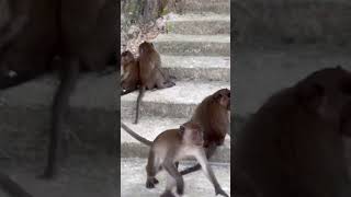 Wildlife Wonders Monkey Family Lunchtime Secrets [upl. by Jovitah]