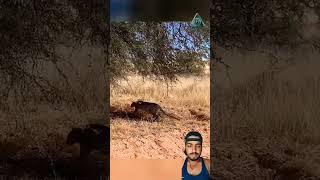 Cheetah 🐆 attack treadings animals youtubeshorts wildlife shorts [upl. by Nomis]