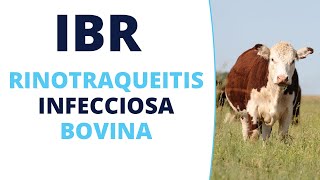 Rinotraqueítis Infecciosa Bovina IBR [upl. by Naples366]