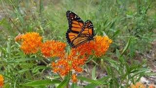 Monarch on Butterfly Milkweed [upl. by Essilrahc]