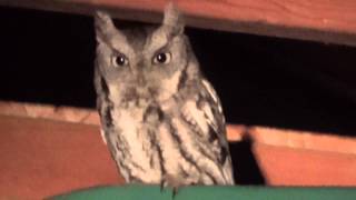 OWL in my Garage Horned Owl [upl. by Martainn520]