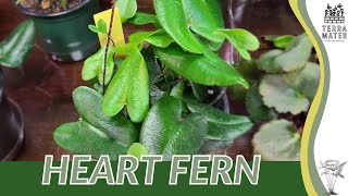 HEART FERN Information Description amp More Hemionitis arifolia [upl. by Ciaphus130]