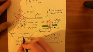 The GABAA Receptors and the Benzodiazepines Part 2 [upl. by Seldan]