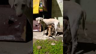 Alagu kuttygal 🙏🙏💢💢‼️‼️dog puppy petowner tamil streetpets animalowner topyboy [upl. by Batish]