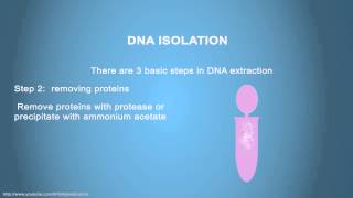 DNA ISOLATION  Simple Animated Tutorial [upl. by Adeline]