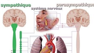 Système sympathique et parasympathique suite 🚨🚨💥💥 [upl. by Tildi959]