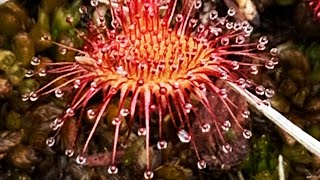 Temperate Sundew  Drosera care over winter [upl. by Dolhenty]