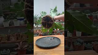 Repotting Anthurium Plowmanii Wave of love homegardening [upl. by Allisurd]