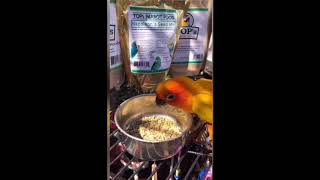 Cheeto the Sun Conure Parrot Loves TOPs Parrot Food [upl. by Ardnalac]