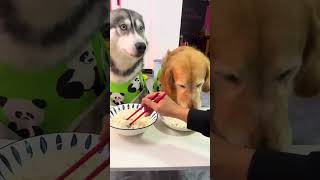 This dog has so many thoughts He is so smart Video of the daily life of a golden retriever Th [upl. by Oicafinob867]