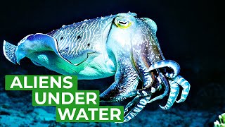 Cuttlefish  Underwater Aliens  Free Documentary Nature [upl. by Ocire]