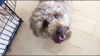 Poodle BARKING AND PLAYING  Teddy Bungoo [upl. by Hadlee697]