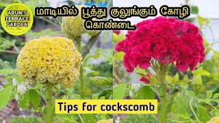 கோழி கொண்டை வளர்ப்பு  Kozhi Kondai Flower in terrace garden  Cockscomb flower growing tips [upl. by Pond954]