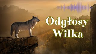 Wilk  Odgłosy Wilka  Wycie Wilka [upl. by Notyarb]