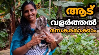 ആട് വളർത്തൽ രസകരമാക്കാം  Aadu Valarthal  Goat Farming Tips in Malayalam [upl. by Schuster]