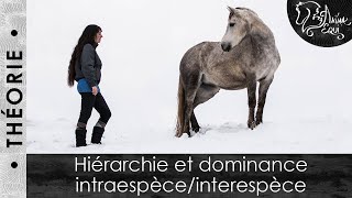 • THÉORIE • Hiérarchie et dominance intraespèceinterespèce [upl. by Laehpar]