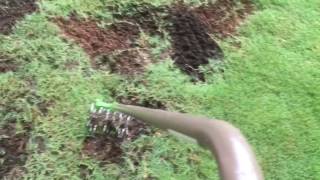 How to help your Bermuda stolons and rhizomes spread in bare are or over septic area [upl. by Ahsoj]