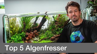 Top 5 Algenfresser für dein Aquascape  Liquid Nature [upl. by Artemahs]