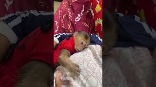 Watch How This Baby Monkey Loves His Fruit Snack [upl. by Eaneg]