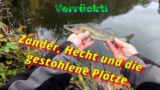 Hecht stielt Angler beim Feedern den Fisch [upl. by Carli]