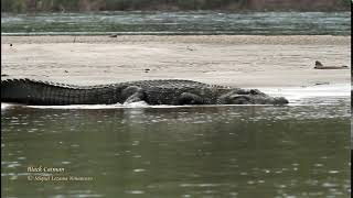 Black Caiman  Maru National Park Peru [upl. by Mahmoud]