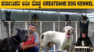 ಕರ್ನಾಟಕದ ಅತಿ ದೊಡ್ಡ GREATDANE DOGS KENNEL…60 greatdane dogs in this kennel [upl. by Winter]