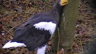 stellers sea eagle [upl. by Pru]