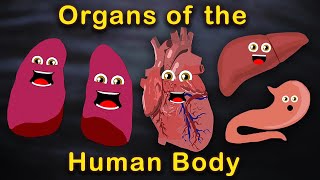 Organs of the Human Body Songs  Anatomy Education Songs [upl. by Eardnoed354]