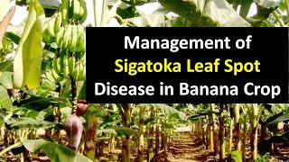 Management of Sigatoka Leaf Spot Disease in Banana crop [upl. by Janaye759]