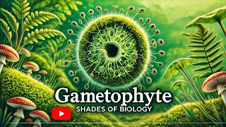 Gametophyte VS Sporophyte Part  1 l NEET l CBSE l Plant Kingdom [upl. by Hirai743]