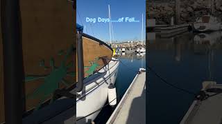 My Deckhand for the day… labrador dockdog boatlife [upl. by Annoyi]