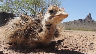 Fuzzy Ostrich Chicks Go Exploring [upl. by Libna484]