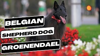 Belgian Shepherd Dog Groenendael [upl. by Ahsenid]