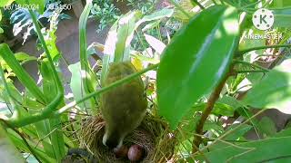 yellow vented bulbul [upl. by Aratak]