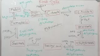 Kreb cycle  kreb cycle in mitochondria [upl. by Saleme902]