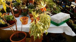 Fritillaria imperialis Argenteovariegata [upl. by Hyrup]