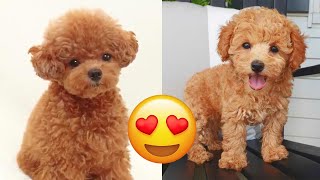 Toy Poodle — Cute And Funny Videos And Tik Toks Compilation  Teacup Poodle [upl. by Johnnie]