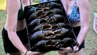 Stanage bay  wild farming mudcrab [upl. by Jeffcott]