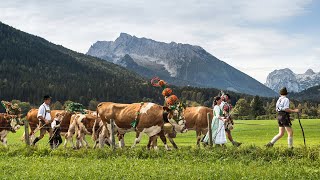 Almabtrieb am Königssee [upl. by Jennette]