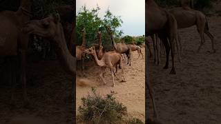 Camel grass eating together in forest [upl. by Carlye]