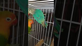 Colour lovebirdbirds albinolovebirds lovebird parrot albinodecino parblueino cute parbluein [upl. by Iv]