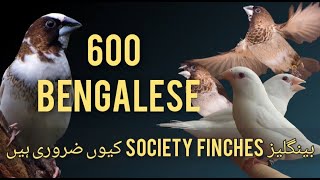 600 Bengalese Finches  Society Finch  Benglese q zaroori he  by Laraib ali syed [upl. by Akcemat801]