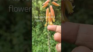 Medicinal plant Aloeverakalabanda buds and flowers flowers and buds alovera medicinal plant [upl. by Philana]